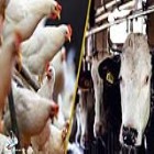 وزیر جهاد کشاورزی: