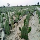 رئیس مرکز تحقیقات کشاورزی استان ایلام: