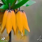 گزارش تصویری؛