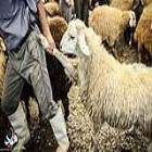 دامپزشکی ایلام: 