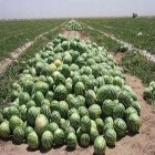 مدیر جهادکشاورزی بخش هلیلان: